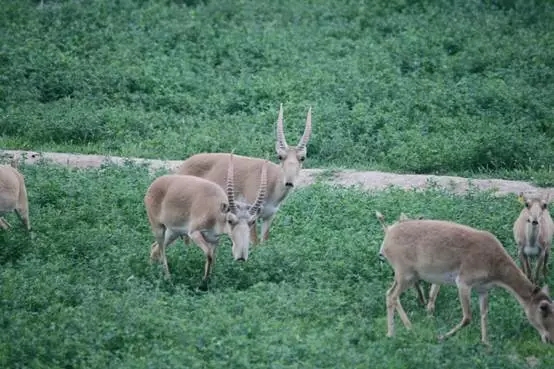 赛加羚羊在中国的历史分布区，野外灭绝与重新引入