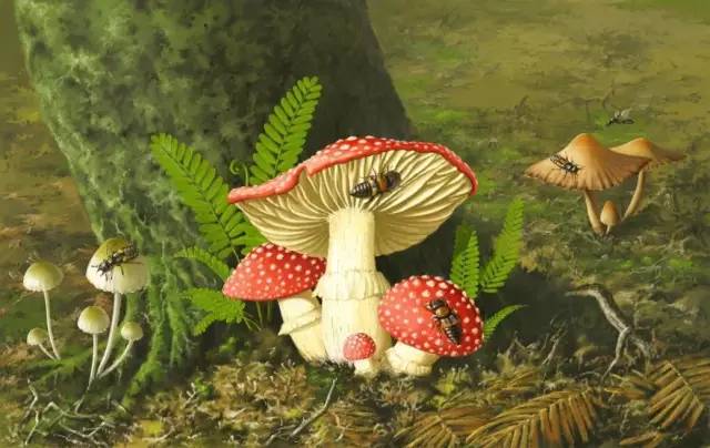 1.25亿年前的蘑菇长啥样？好吃吗？