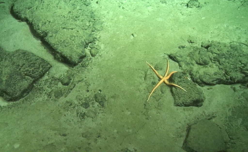 “蛟龙”号深潜南海发现大面积结壳和结核分布