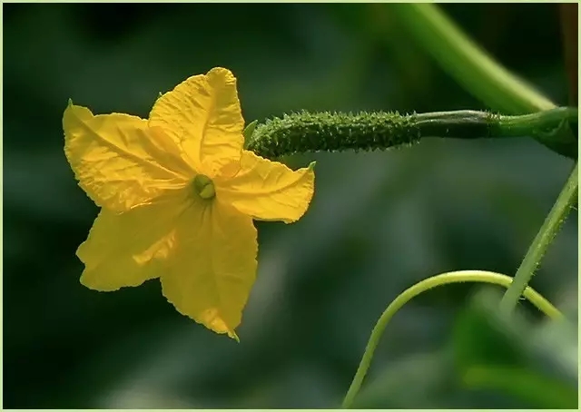 黄瓜笔直说明喷了药？黄瓜：总黑我，你的良心不会痛么？