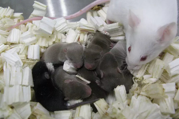 “太空精子”产下的健康小鼠 堪称地表最强生物