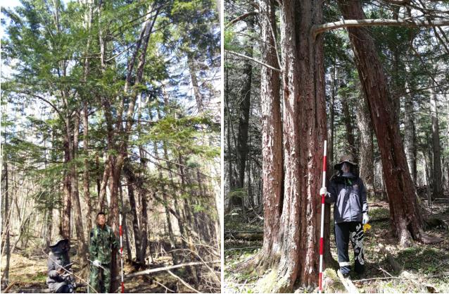 北林大研究团队在吉林发现东北红豆杉片林