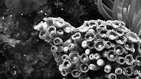 珊瑚“骨骼”在酸性海水中仍能生长