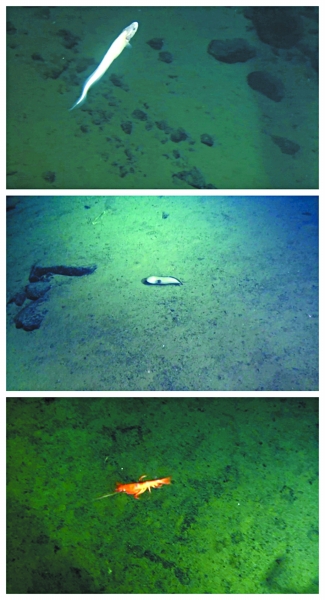 “蛟龙”揭秘5000米深海大型动物