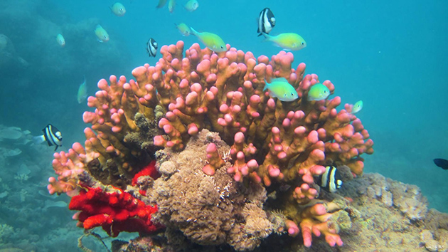 五彩绚丽的珊瑚海要变成“白色坟墓”？ 人类是另一个凶手