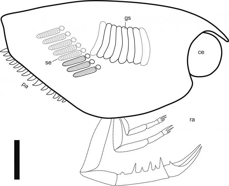 250000000年前的“大眼萌”——巢湖安琪虾