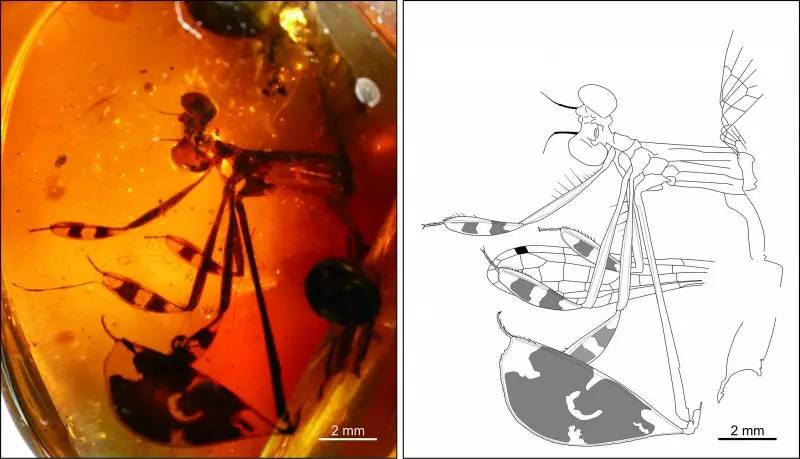 这个生物界最理想的“无人机”，曾是“空中巨无霸”