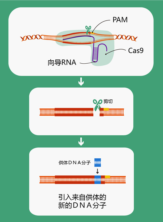 crispr/cas9技术插入新基因原理图(绘图肖媛)