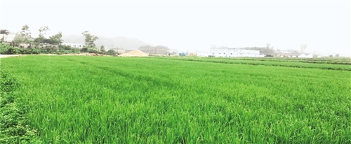 用基因技术设计“未来水稻”