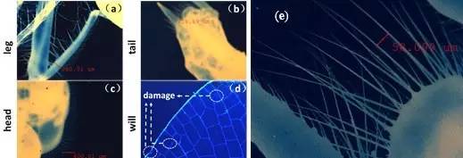 “率先行动”成果展展项之超强超短激光究竟是个啥?