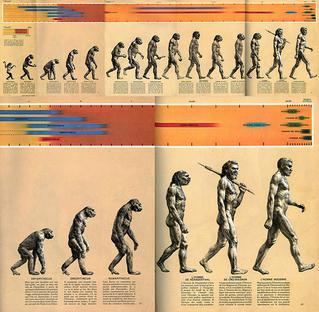 那张让你认识人类进化的图竟然是错的！