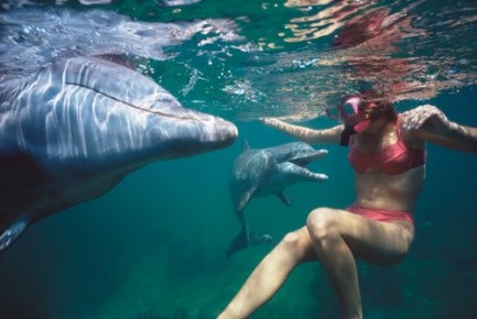 十万个为什么|为什么海豚会救人？