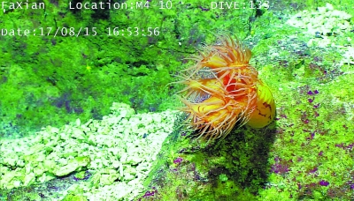 “科学”号采集到巨型海参和峭壁海葵