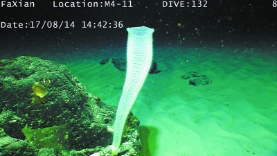 “科学”号采集到巨型海参和峭壁海葵