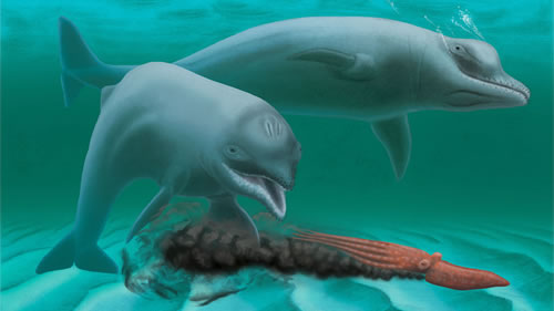 古代“侏儒”海豚像海象一样吞吸食物