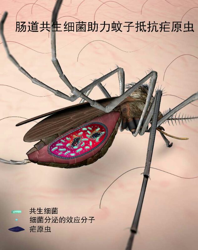 疟疾对青蒿素出现耐药性 科学家找到阻疟新“武器”