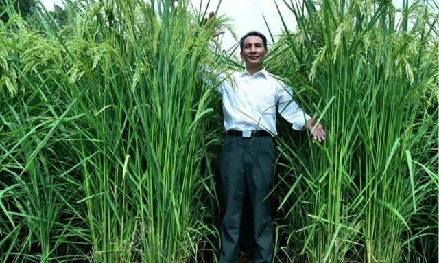 最高2.25米“巨人稻”堪称水稻界“姚明”