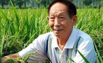 最高2.25米“巨人稻”堪称水稻界“姚明”