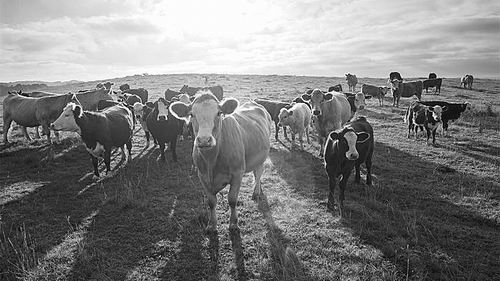 牛吃草救不了气候 关键在于减少全球肉类消费