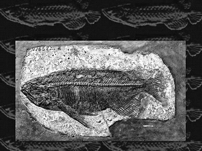 湖北发现史上最完整金龙鱼化石