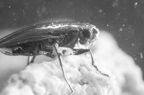 研究揭示小苍蝇如何在咸水湖中“潜水”