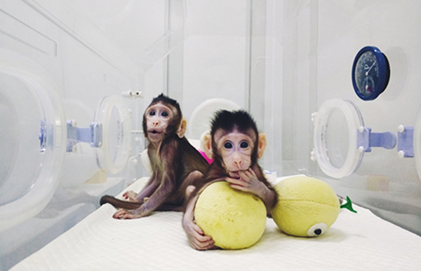 世界首例！体细胞克隆猴诞生对生命科学研究有何意义？