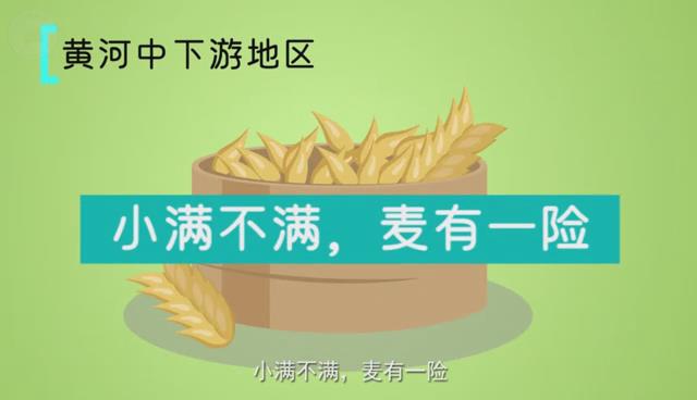 二十四节气与农耕文明系列动画丨为何“小满不满，麦有一险”？