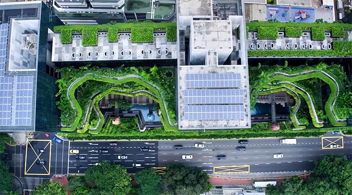 “一花一园一城”宣传片新加坡篇——都市花魁