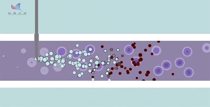 科技战疫系列动画⑥干细胞如何启动“修复技能包”？