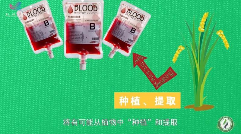 【基因智慧】如何用水稻解决医疗“用血”难题？