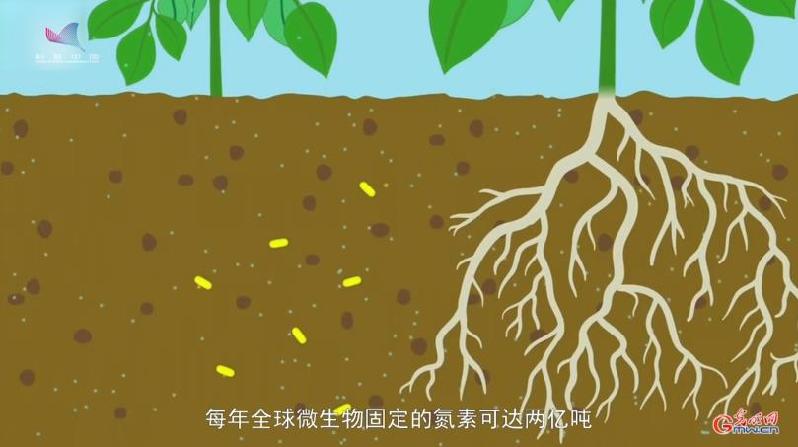 【基因智慧】重构自然界天然氮肥厂 合成生物技术有何妙招？