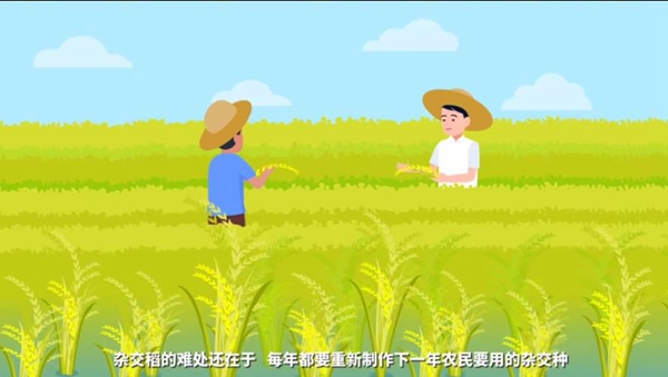 【动科普】基因编辑如何点燃第三次水稻革命？