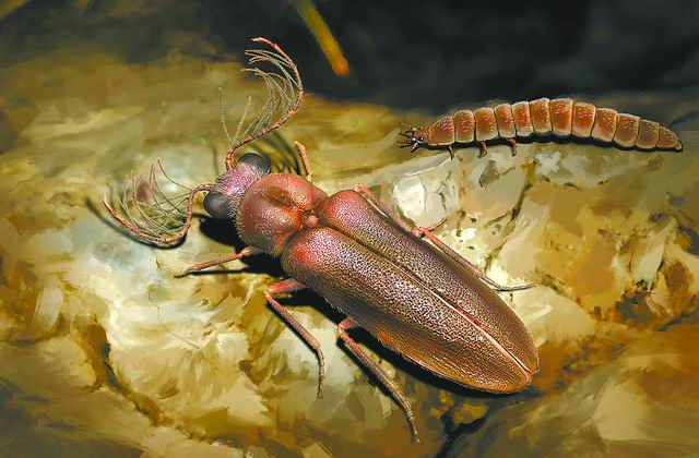 一亿年前的“萤火虫”现身缅甸琥珀