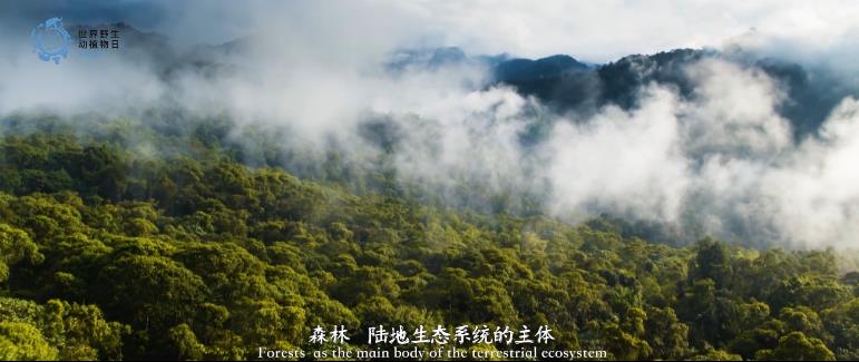 今天，一起了解野生动植物保护的“中国答卷”