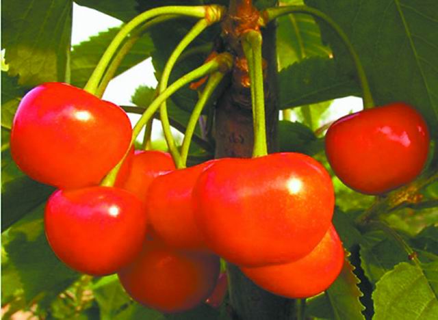 揭示短波紫外线如何让甜樱桃更营养
