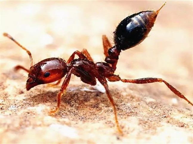 小小蚂蚁为何会入选最具危险的入侵物种？