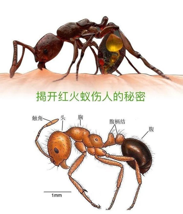 小小蚂蚁为何会入选最具危险的入侵物种？
