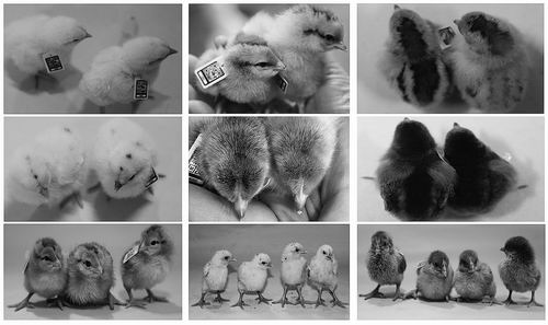破解禽类动物体细胞克隆难题 续写动物克隆