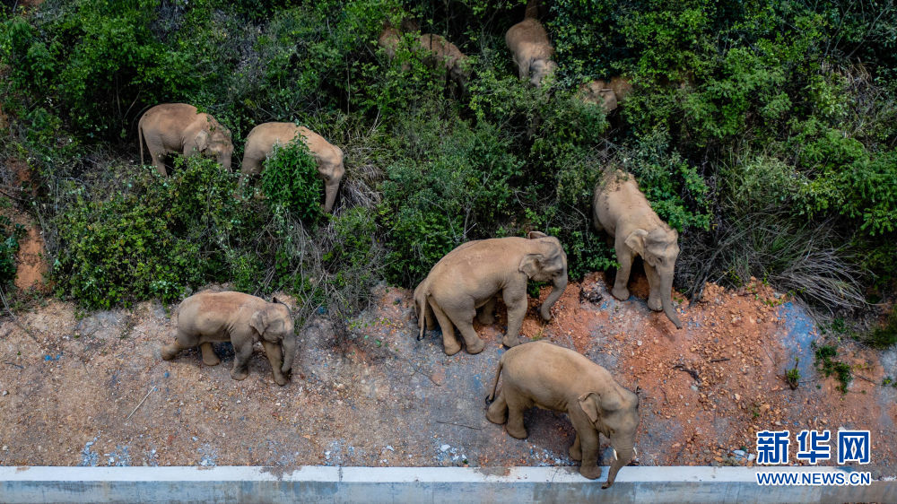 新华全媒+丨我在现场·照片背后的故事丨人在“象”途：我看到全民护象的中国故事