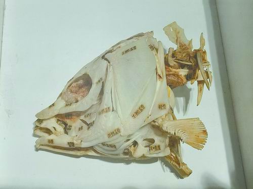 秉志先生制作的鱼头骨标本 倪思洁摄