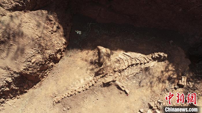 “恐龙之乡”云南禄丰现完整度超70%恐龙化石 已发掘完毕