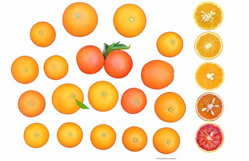 橙子为何可酸可甜？