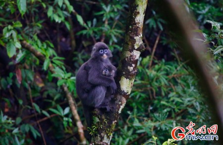 Vlog | 深入滇西丛林，追踪菲氏叶猴是种什么体验？