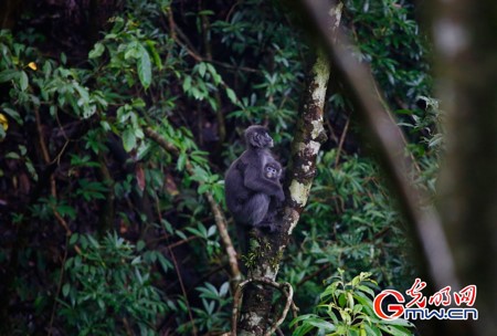 Vlog | 深入滇西丛林，追踪菲氏叶猴是种什么体验？
