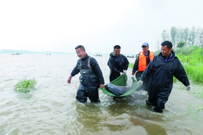 如何保护“水中大熊猫”长江江豚？——专访中科院水生生物研究所研究员王克雄