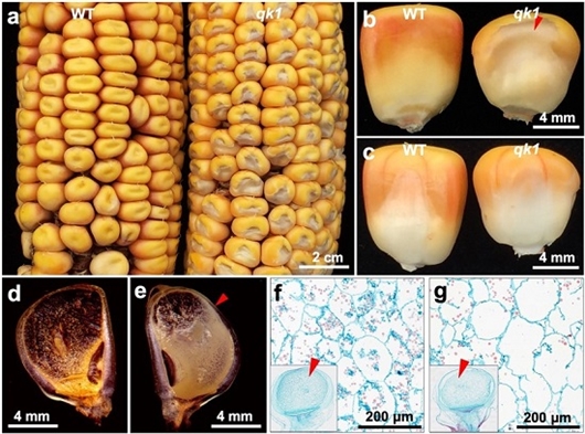 黄金组合深挖玉米新基因助力种质改良