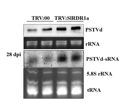 植物RNA聚合酶参与类病毒侵染防御