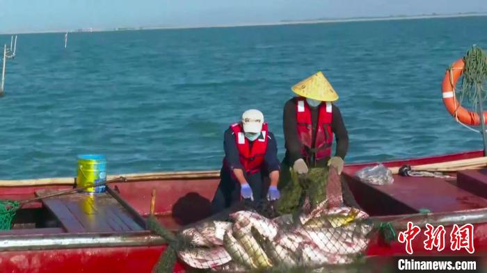 立秋时节鱼儿肥硕 博斯腾湖迎来秋捕黄金季