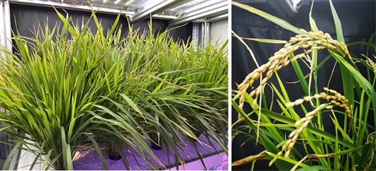 植物工厂60天收获：我国实现水稻生育周期减半