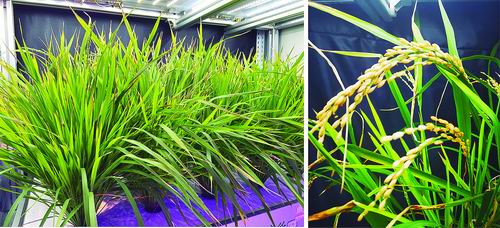 植物工厂种水稻 60天就收获